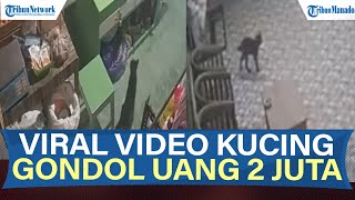 VIRAL! KUCING HITAM TEREKAM KAMERA GONDOL AMPLOP BERISI RP 2 JUTA DI WARUNG