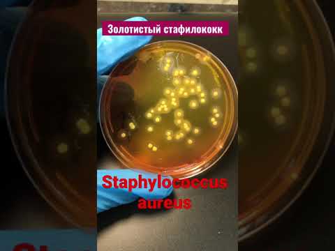 Video: Koji antibiotik ubija Staphylococcus aureus?