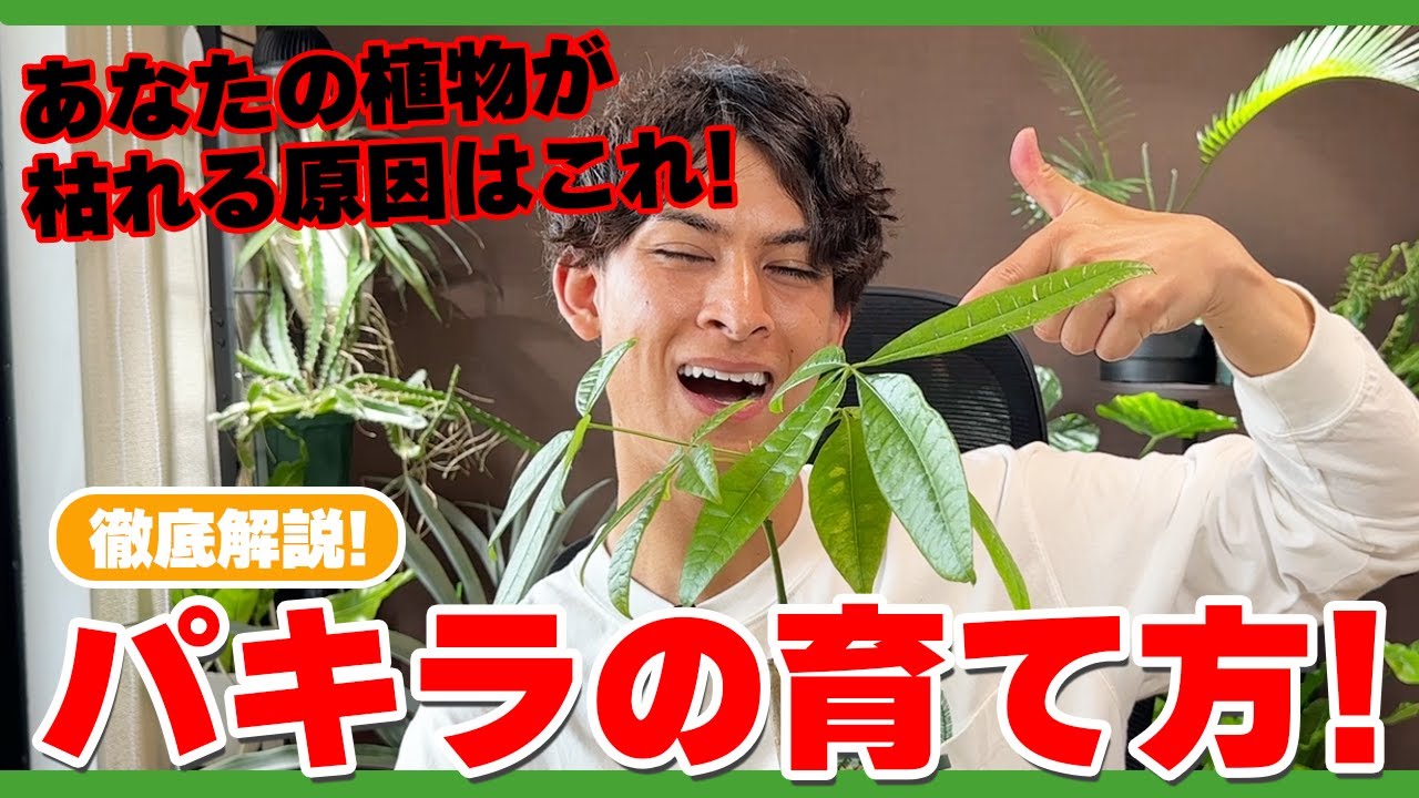 【パキラのNG3選】枯れる原因はコレ！水やり・置き場所・寒さの正しい対策🌿
