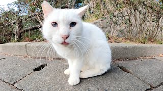白猫と目が合うと、可愛い声で鳴きながらモフられにやって来た