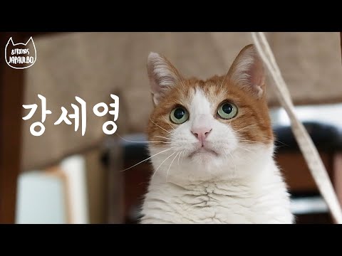 얼굴천재 강세영, 마당에서 뒹구는 버찌와 마고, 폴 형아가 너무 좋은 보름이 ,강제로 눈이 떠지는 폴
