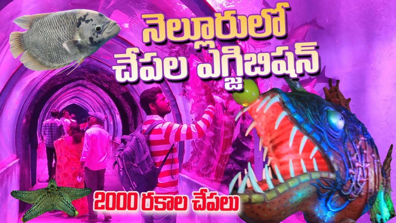 Underwater Tunnel Aquarium fish Exhibition In Nellore August 2023