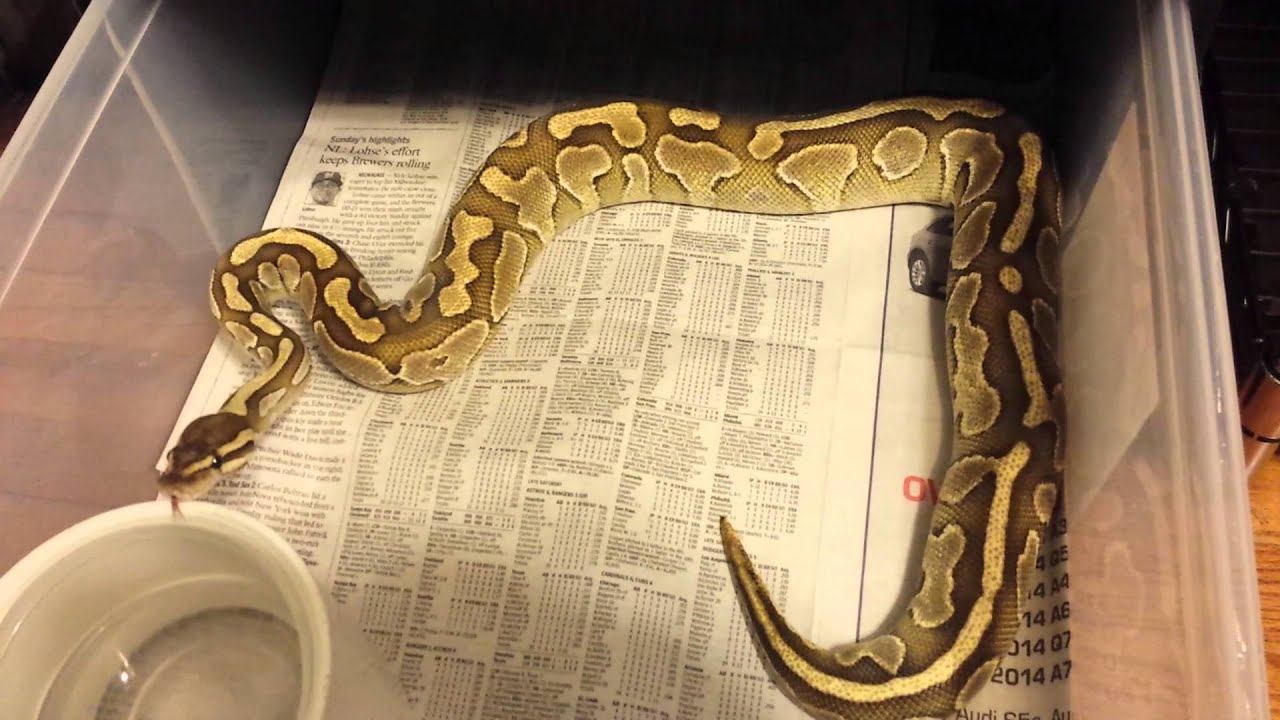 camera iphone 8 plus apk Sex your snakes! Tip from Queen City Constrictors