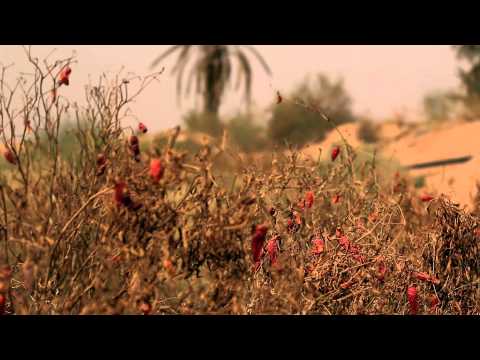 يادار ياليتني ما جيت لك زاير 
