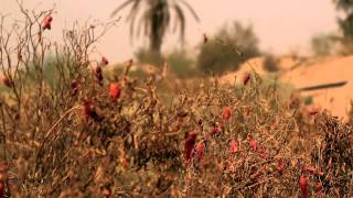 يادار ياليتني ما جيت لك زاير - اسمعها