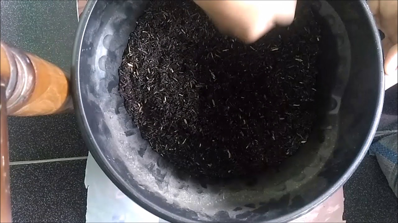 Cara menanam jagung 