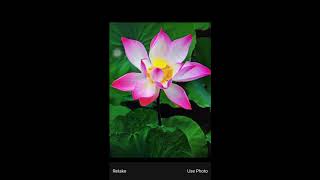 Flower image Recognize iOS app screenshot 2