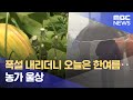 폭설 내리더니 오늘은 한여름‥ 농가 울상 (2024.05.23/뉴스데스크/MBC강원영동)