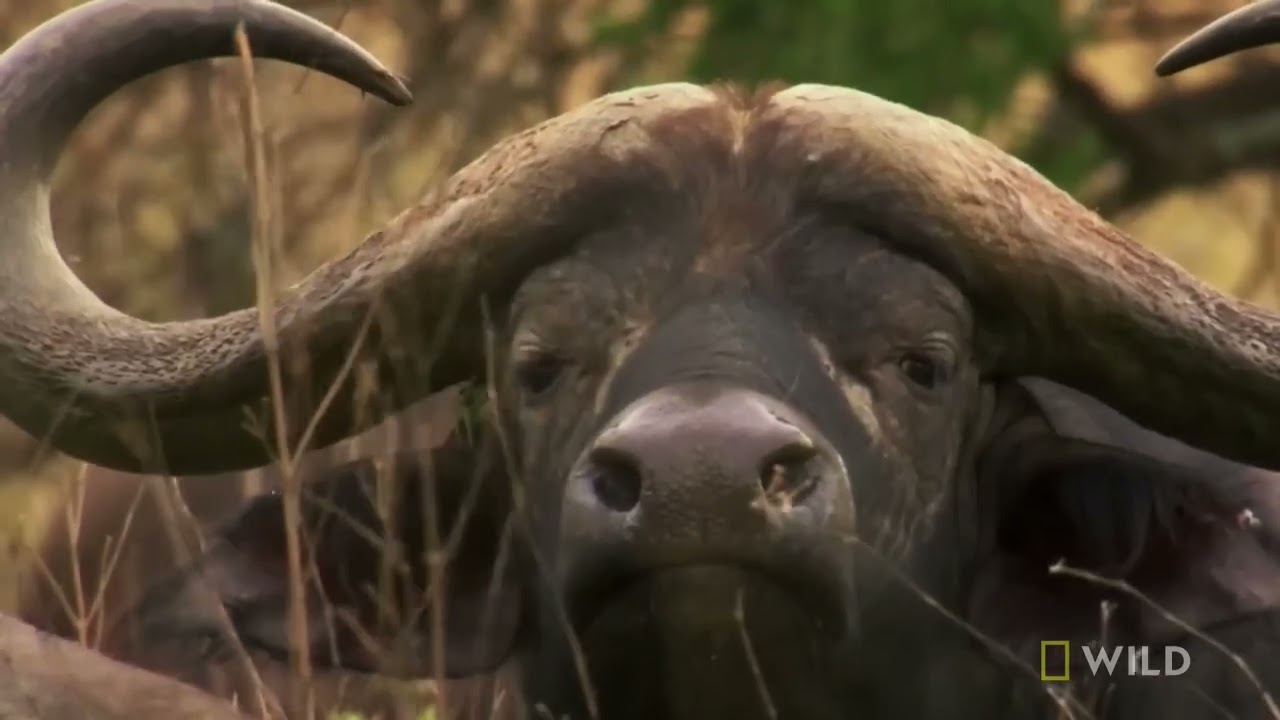 How a lion pride hunts prey | Cat attack - tics