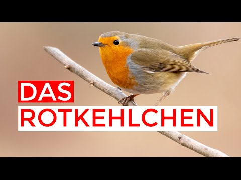 Video: Kann ein Rotkehlchen alleine überleben?