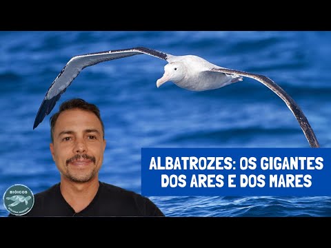 Vídeo: Albatroz Errante: descrição, origem do nome, estilo de vida, habitats