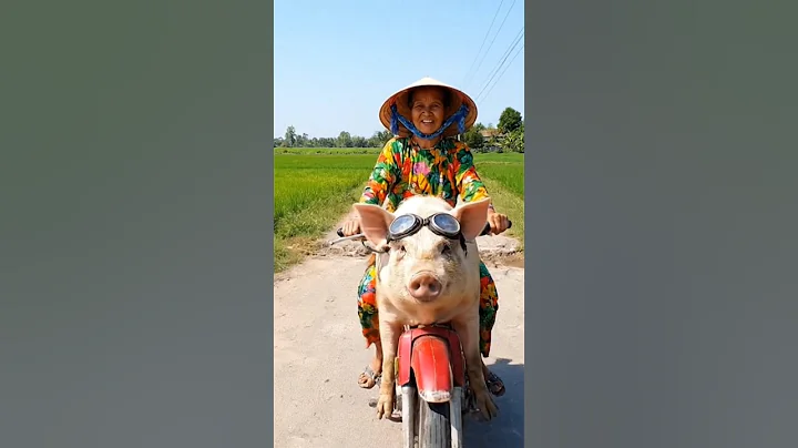 Chiếc xe độc lạ #shortvideo #funny #aivideo #cute #cartoon #pig