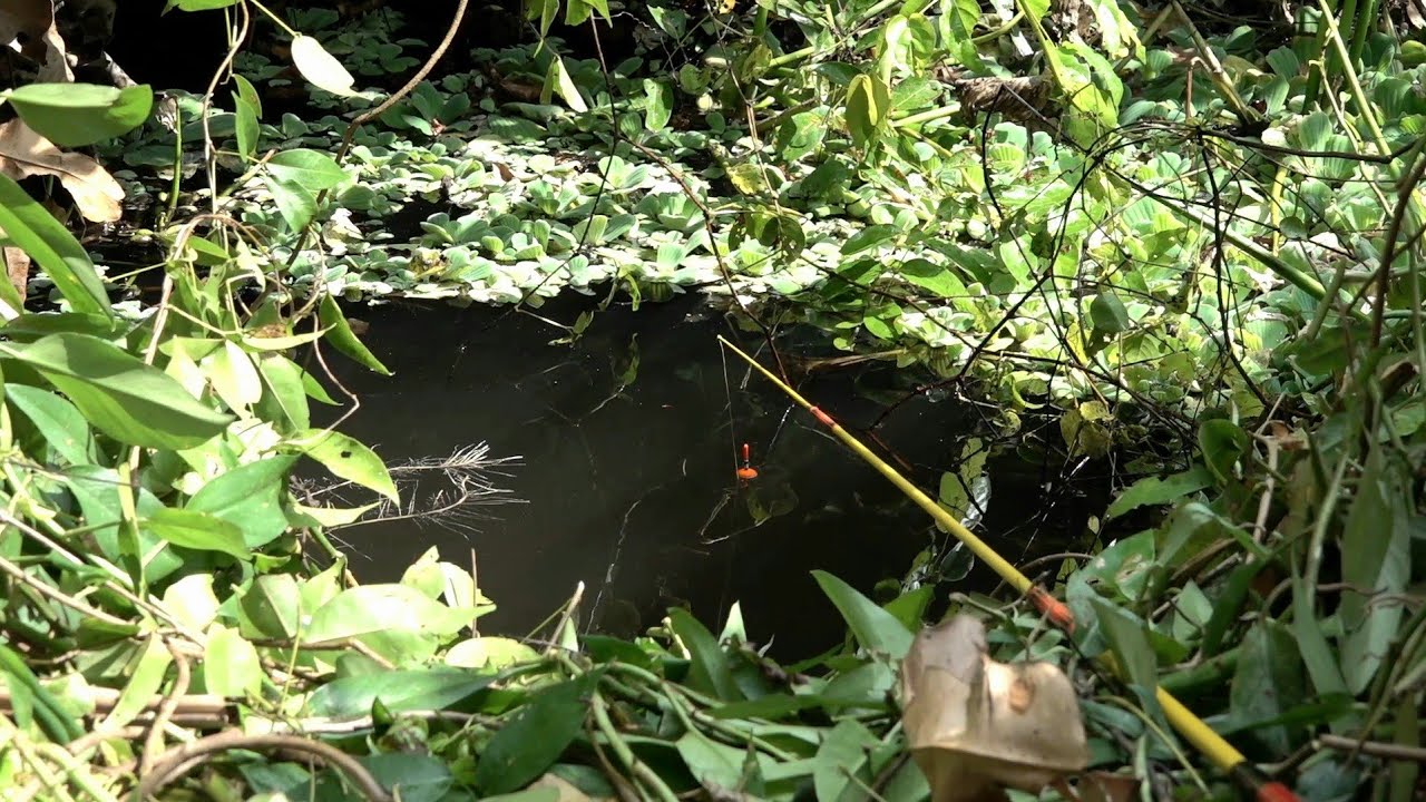 Tempat mancing baru kami buka sudah diserang habis-habisan #SG-414