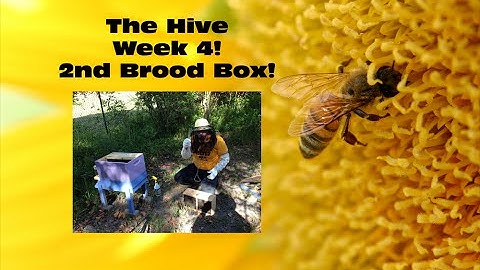 The Bees Week 4 - 2nd Brood Box!