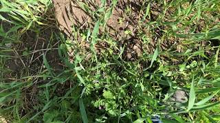 Efficacy of Prospect on Stork's-Bill Weed at 4 WAT | Corteva Agriscience Canada