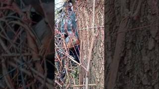 25.10.25. пополняю кормом ближние кормушки для воробьёв, синичек и белок