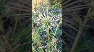 Globe Thistle Echinops Echinatus