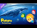 ★Full★ Pororo Sea Animal Song [4K] | Meet Sea Animal Friends in Real! | Shark Song | Pororo English