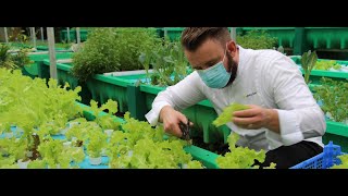 Fairmont Singapore Debuts Urban Aquaponics Farm
