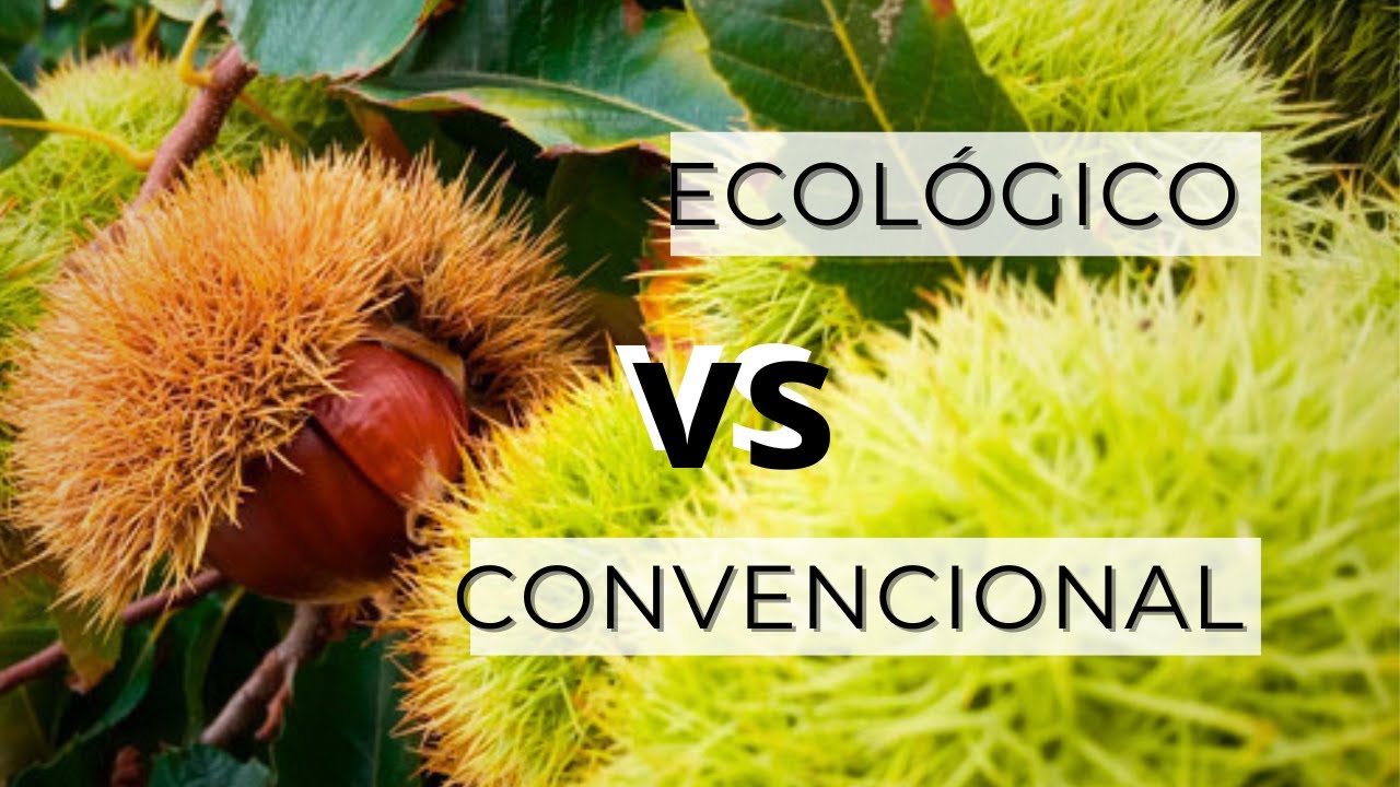 Cultivo de CASTAÑAS | ¿Cuál es mejor? ECO vs CONVENCIONAL | Cooperativa Agroecologica de Montaña