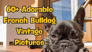 60 Adorable Vintage Pictures of  French Bulldogs #Frenchie