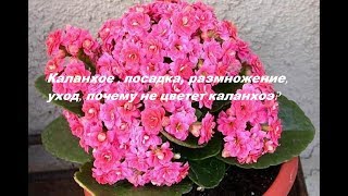 Каланхоэ. Посадка, уход, размножение. Почему дома не цветет каланхоэ?