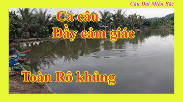 Bài Mồi Cũ Lên Toàn Rô Khủng - Ca Câu Đầy Cảm Giác | Câu Đài Miền Bắc