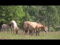 Дикие животные чернобыльской зоны - лошади Пржевальского, лоси
