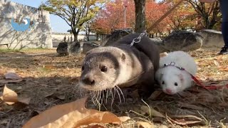 カワウソこむぎにフェレットの妹ができた！？　It's as if otter Komugi got new little ferret sisters!