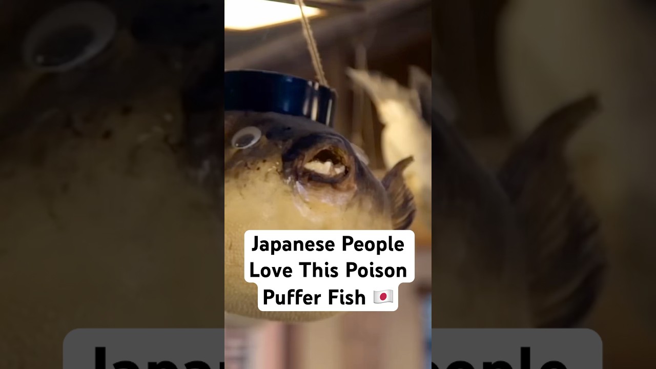 Film backdrop image for Japan's Poison Puffer Fish That You've Got To Try (2024)