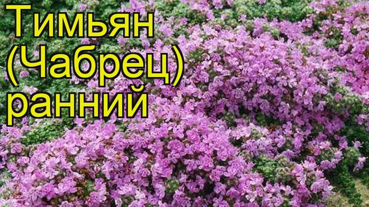 Тимьян (Чабрец) ранний. Краткий обзор, описание характеристик, где купить саженцы thymus praecox