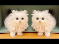 この愛らしい子猫たちに心を奪われること間違いなし ♥