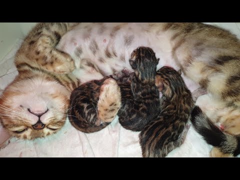 Bengal giving birth to 3 kittens, newborn kitten so cute - Mèo Bengal đẻ 3 bé mèo con rất dễ dương