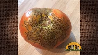 Q&A – What is causing these circle cracks on my tomatoes