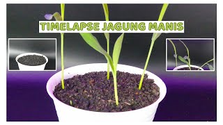 Seperti Ini Proses Pertumbuhan Jagung Manis || Timelapse Jagung Manis
