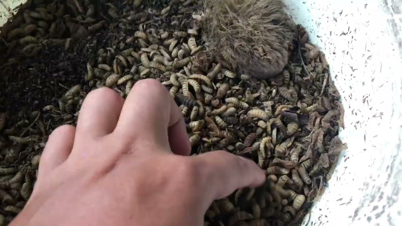 Paano Mag Umpisa/How to Start ng Black Soldier Fly - BSF Farmer Story