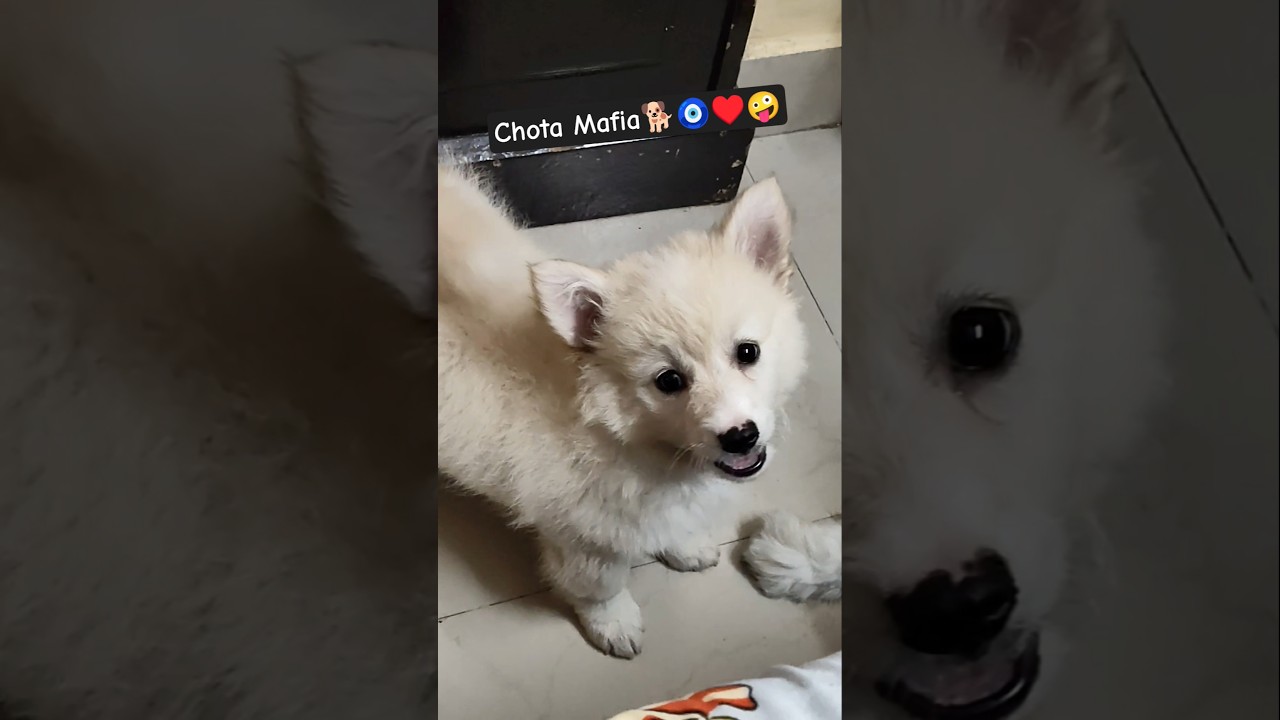 Chota Mafia #dog #puppy #cute #ytshorts #trending