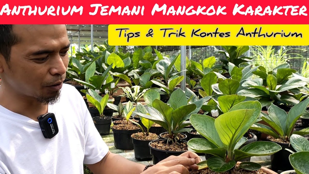 ANTHURIUM JEMANI MANGKOK KARAKTER DI GUNUNG SINDUR | HARGA MULAI 75RIBU 📢