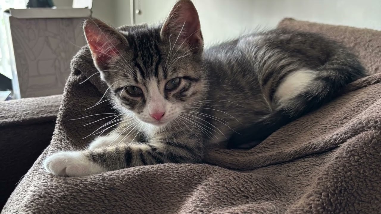 Cold Rain and Snow Grateful Dead cover by Earnest Astrolabe & The Cosmic Groovy: New Blood