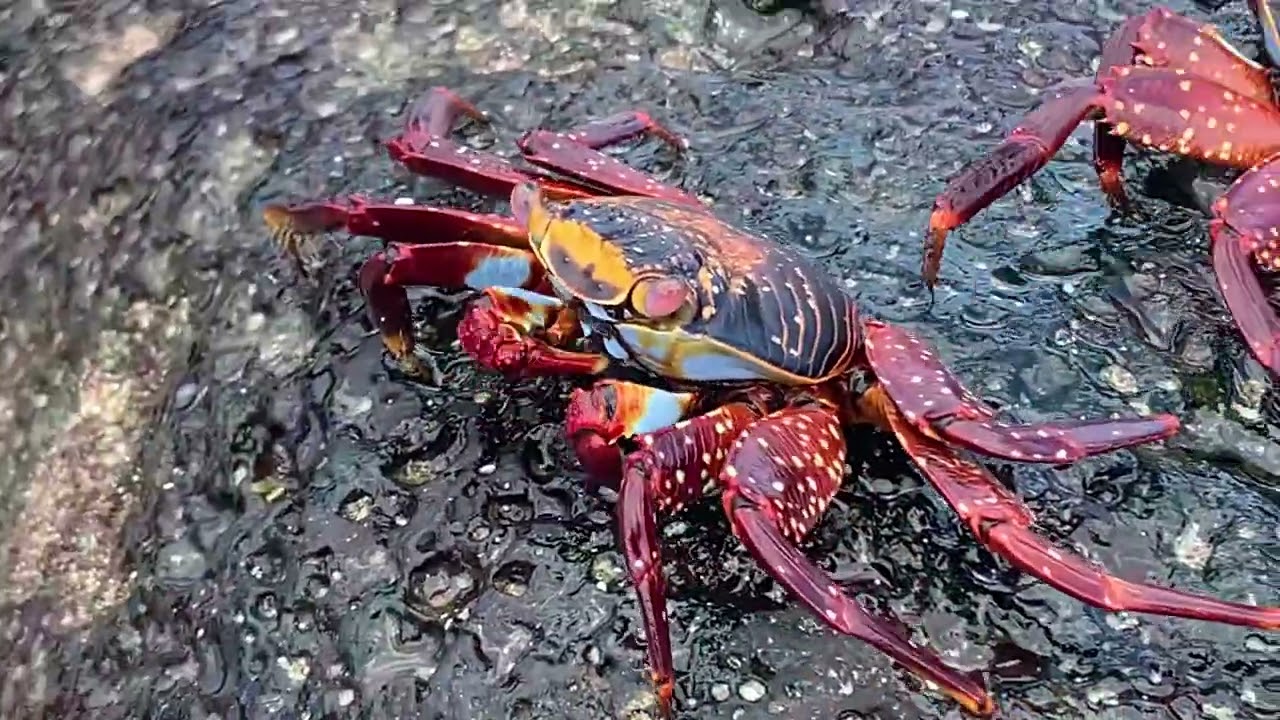 Sally Lightfoot crabs, Galapagos