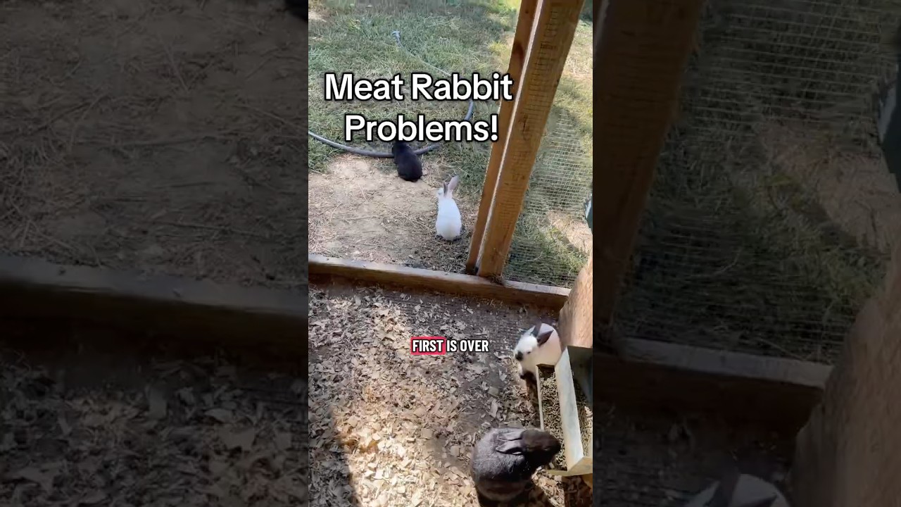“Raising meat rabbits is one of the best things we’ve done for our homestead — but like anything