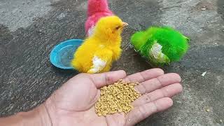 feed them rainbow colored chickens ( kasih makan ayam berwarna pelangi ) by Vi On 411 views 7 months ago 6 minutes, 2 seconds