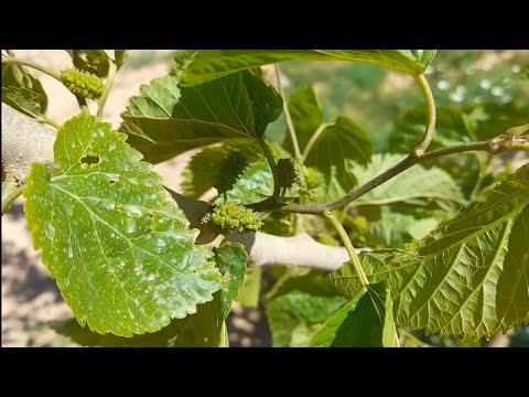 فيديو: ميزات زراعة التوت