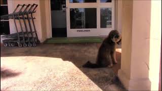 Waiting patiently for the owner in front of busy store