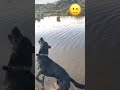 GUAU 😲 Ahora soy un niño grande 🐶 Videos de Perros Chistosos