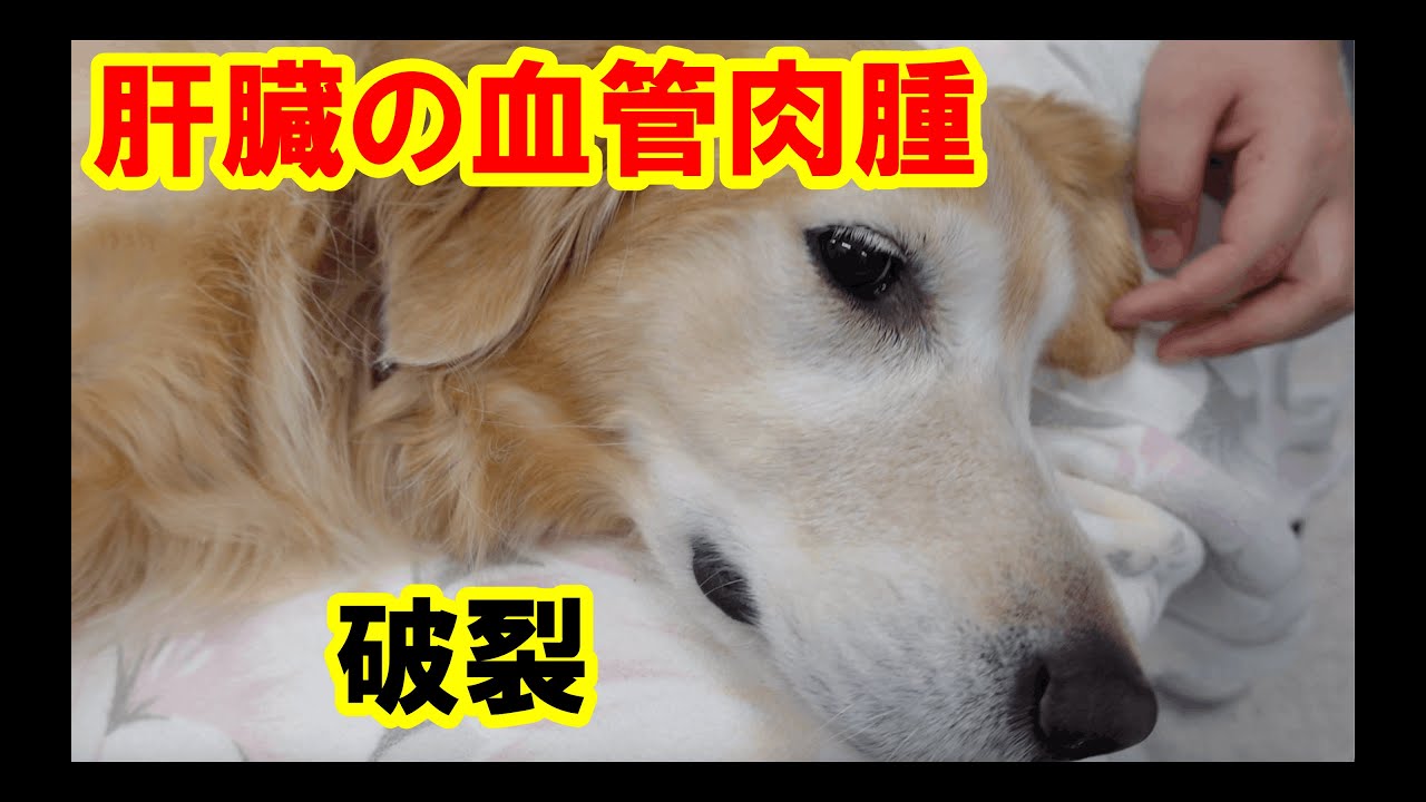 転移した血管肉腫の破裂