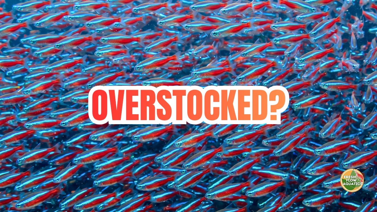 Aquarium stocking guide - how many fish is too many?