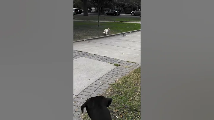 Dog vs. Squirrel