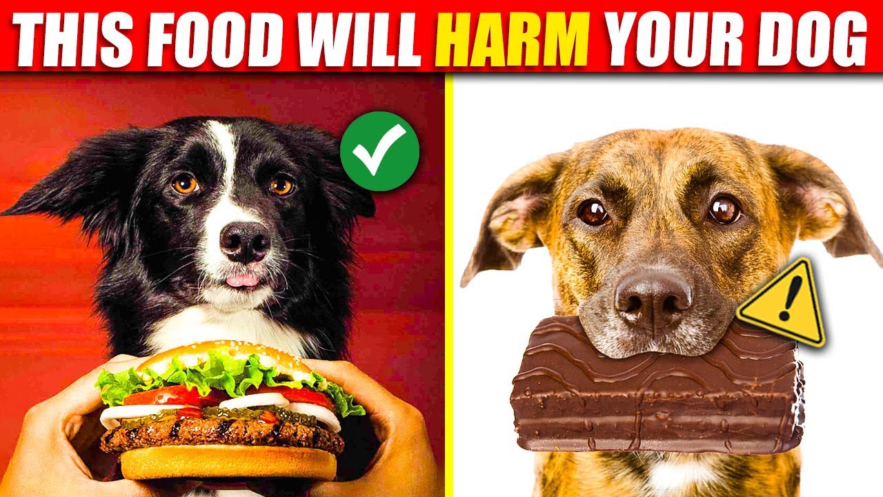 These Foods Will Harm Your Dog YouTube