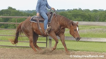 Chics Fancy Pine - riding bridleless! - ValleyViewRanch.net